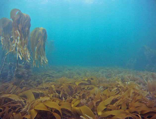 14 Innledning Tarenæringen fikk i 2012 tillatelse til å prøvehøste stortare (Laminaria hyperborea) i åtte avgrensede områder i Nord-Trøndelag, som en videreføring av et prøvehøstingsprosjekt som ble