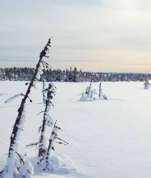 Desember 2016 AVLSNYTT AVLSNYTT utgits av Norsvin SA Nr.