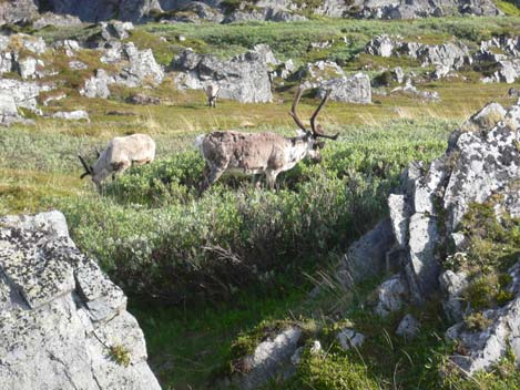 57 Figur 6.26 a og b. Reinsdyr på begge sider av Rákkocearro. (A) ved veien/sjøen mot Berlevåg og (B) på trekk mellom Store Molvik og Berlevåg.