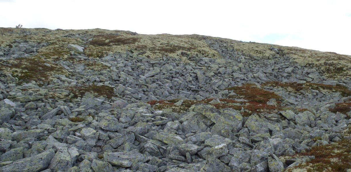 plantelivet med østlig innslag av arter. De lavereliggende områdene langs Engerdalen og Elvdalen tilhører mellomboreal vegetasjonssone og svakt kontinental seksjon.