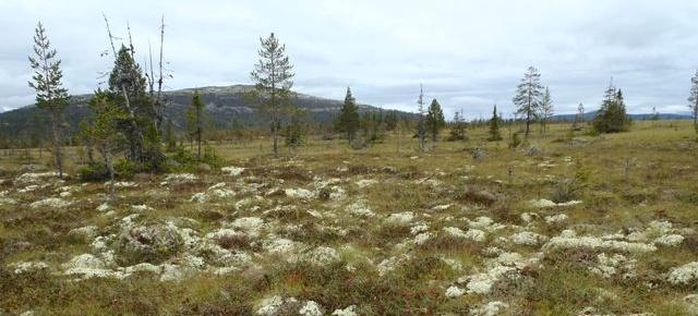 Ulvåflået, sett mot Ulvåberget i