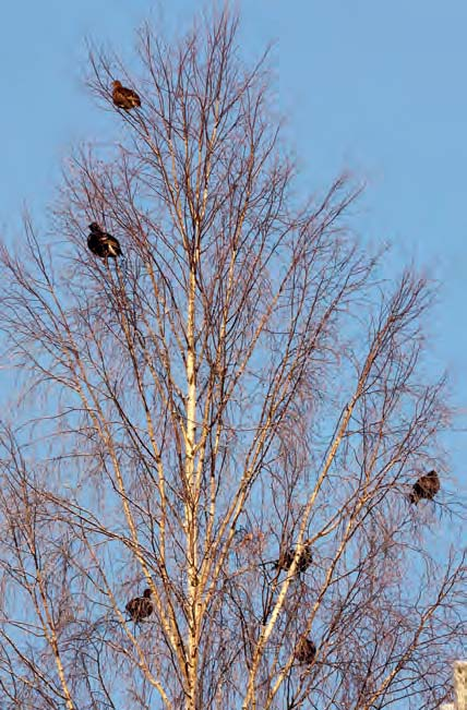 Husk å vise måtehold og bag-limit med denne jakten! I år har det tatt seg opp litt med skogsfugelbestanden på Varaldskogen og flere steder.