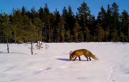 Rev, grevling, mår, mink og kråkefugl er store predatorer av skogsfuglegg og kyllinger.