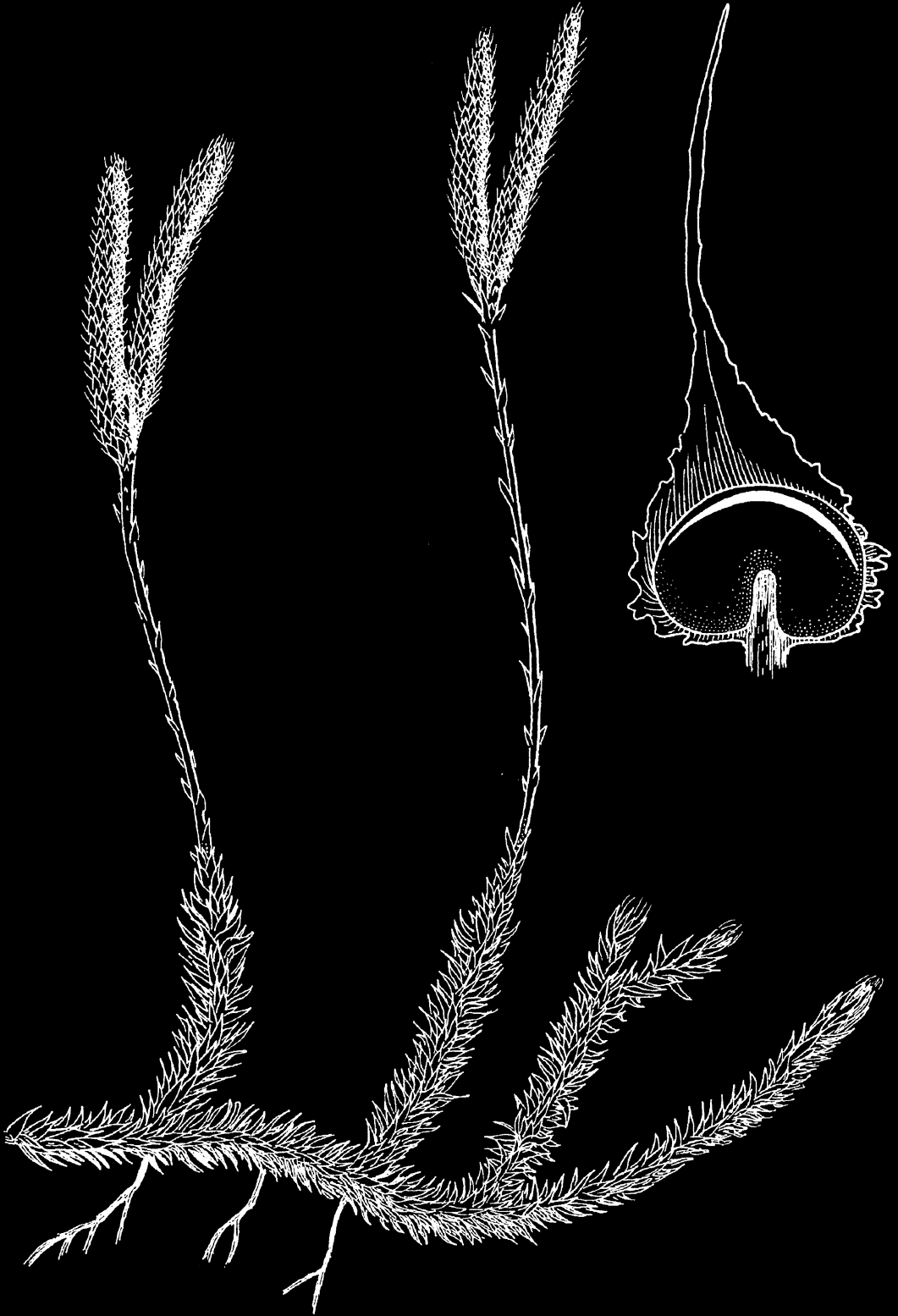 4. Rekke kråkefotplanter Lycophyta ( clubmosses ) Bladene hos kråkefotplantene er mikrofylline, mens alle andre karplanter har megafylline blad.