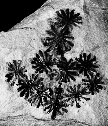 5. Rekke bregner Pteridophyta ( ferns ) Bregnene utgjør den andre monofyletiske gruppa av karsporeplanter.