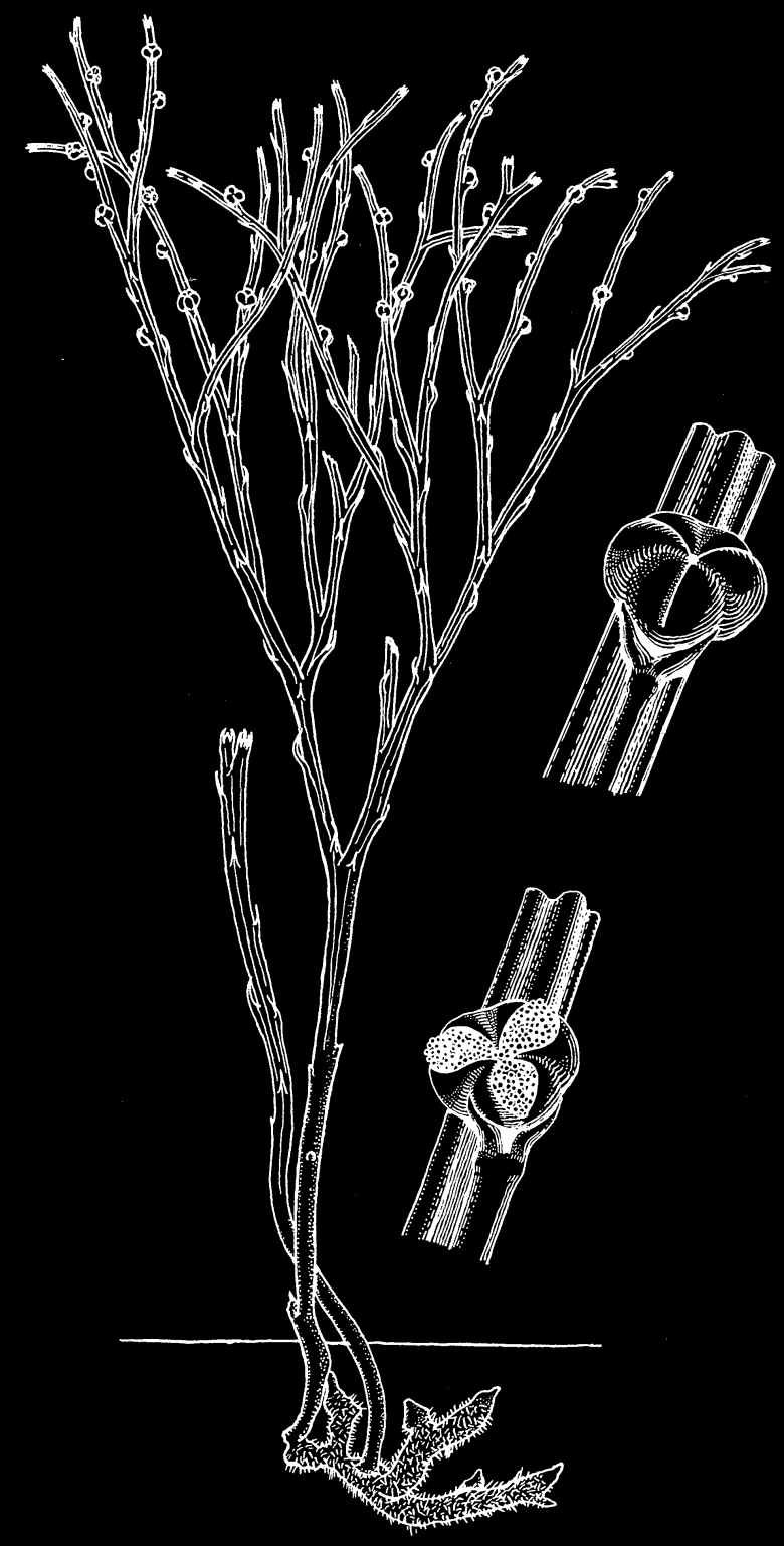 Preparat 5b: Psilotaceae Psilotum nudum Hos Psilotum, som hos snellene, er bladene sekundært redusert, og det er stengelen som har
