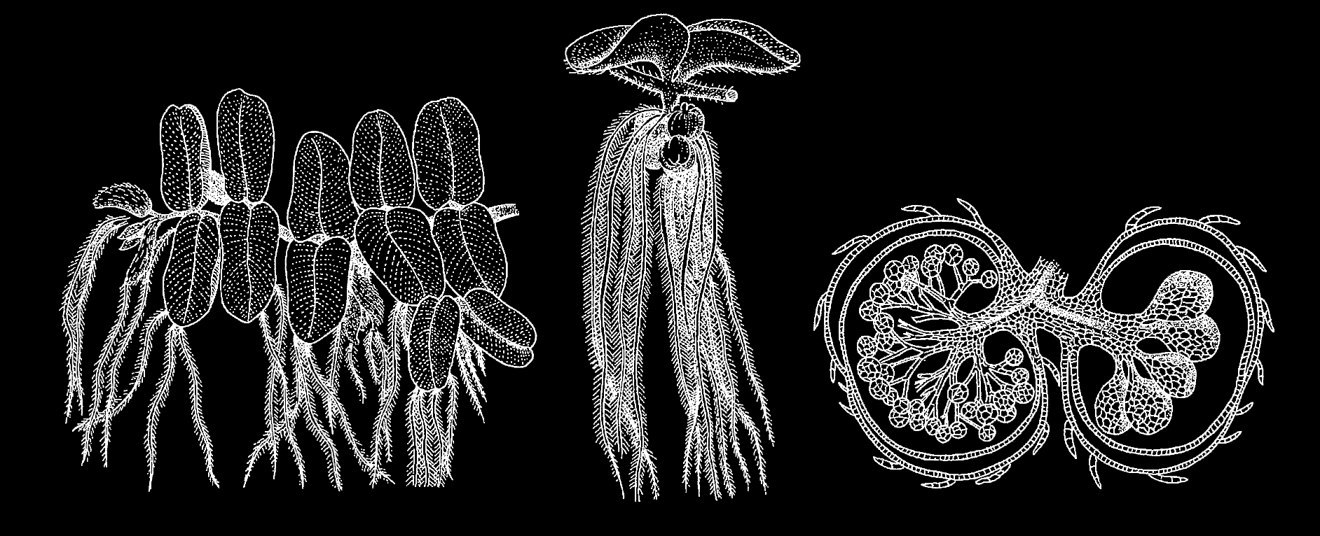 Flyteplante med blad i tretallige kranser, med to flyteblad og et flikete undervannsblad spesialisert til næringsopptak (planten mangler