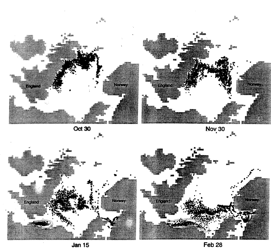 Figur 12 Modellering av drift av sildelarver fra gytefelt ulike gytefelt i Nordsjøen til Skagerrak, høsten-vinteren 1988-89. (E. Moksness, upubl.