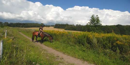 Bekjempelse av kanadagullris - Metoder Blomstrer fra midten av juli Begynte å luke/ dra opp planter fra midten av juni og