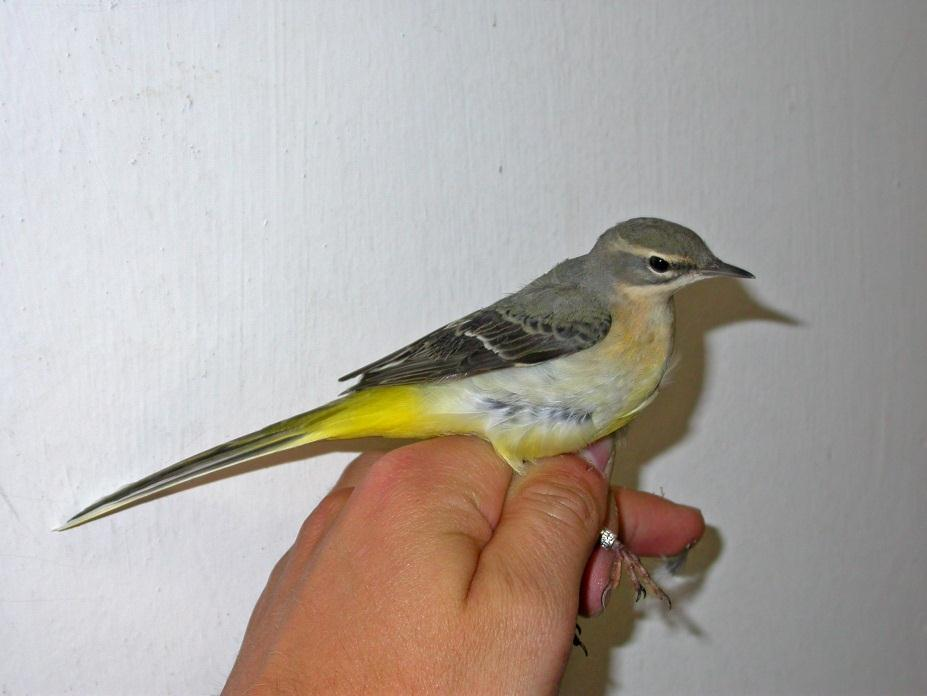 Figur 1. Vintererle Motacilla cinerea, en fåtallig art med positiv utvikling i observasjonsmaterialet. Foto: Oddvar Heggøy.