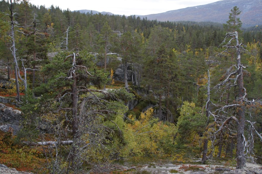 Det er en del innslag av kulper og mindre fosser i disse