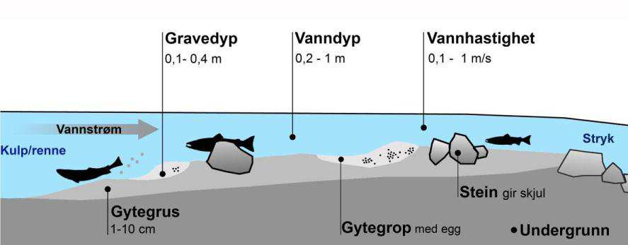 Stedene ble i forkant valgt ut av snorkeldykkere etter hydrauliske kriterier som tydet på at plassene vil bli egnet til gyting og at grusen vil ligge stabilt nok uten å bli spylt ut ved vanlig