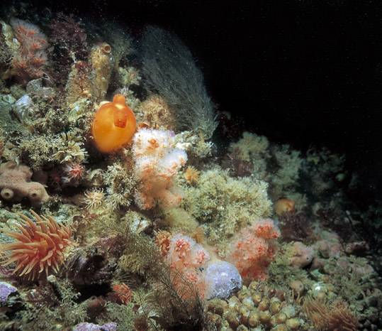 Formål Marbank skal samle inn og lagre marint biologisk materiale fra områdene langs Norskekysten, rundt Svalbard og i Barentshavet Materialet gjøres tilgjengelig for forskningsmiljøer og industri