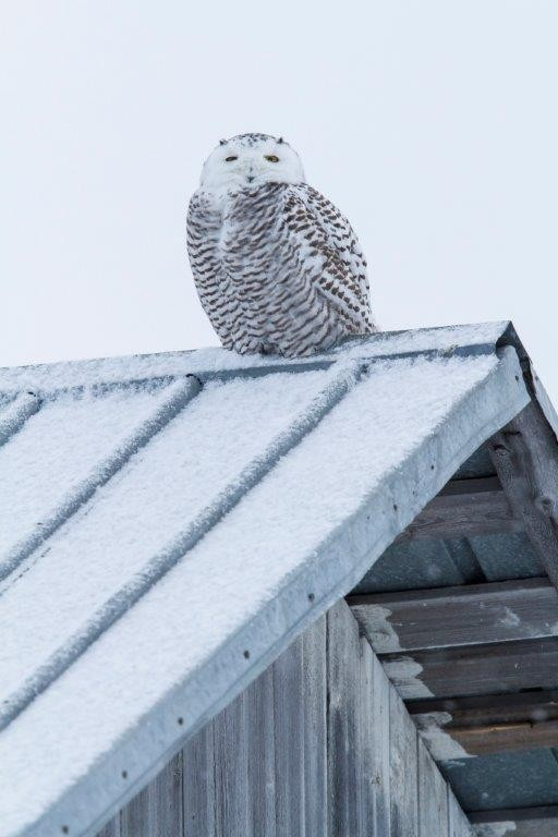 8 - Kunnskapsgrunnlaget I kurante saker vil det være tilstrekkelig å sjekke ut ipsum dolor sit amet, elit Naturbase, Artskart og consectetur annen lett tilgjengelig kunnskap ipsum dolor sit amet,