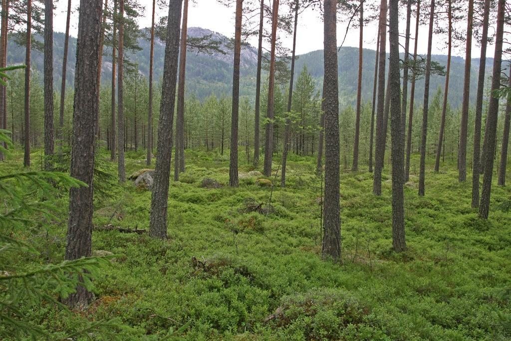 Skoggjødsling Dagens PEFC standard åpner for gjødsling av barskog på vegetasjonstypene blokkebær, bærlyngog blåbærskog Mest lønnsomt å gjødsle arealer på en gang ca.