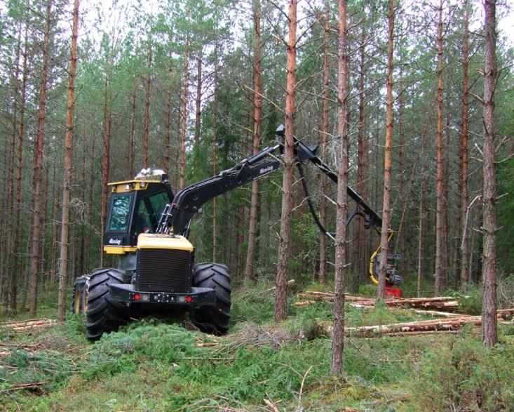 Tynning Langsiktig produksjonsnivå: Liten effekt ved en gangs tynning i tette bestand, noe