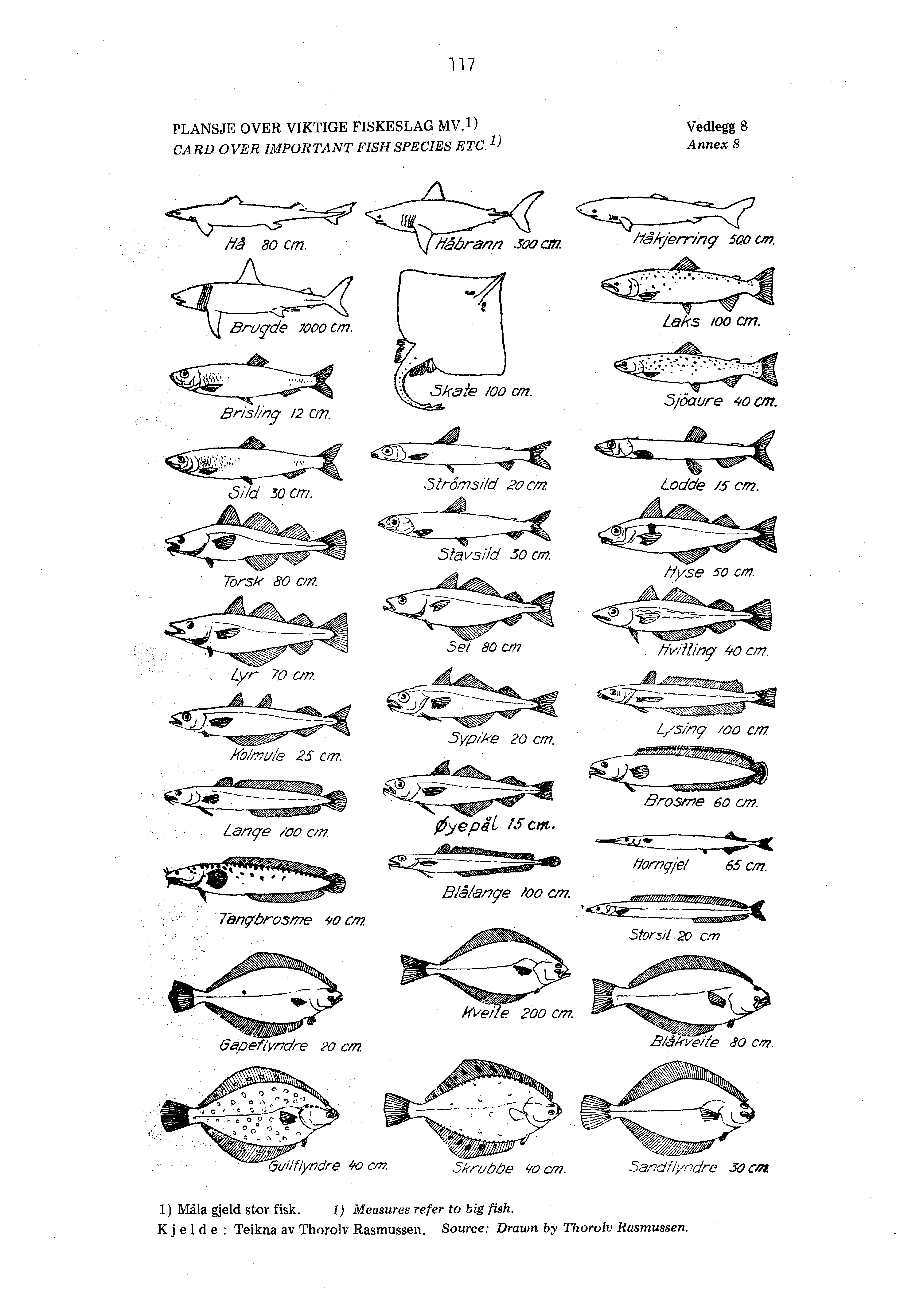 117 PLANSJE OVER VIKTIGE FISKESLAG Mv.1) Vedlegg 8 CARD OVER IMPORTANT FISH SPECIES ETC. 1) A nnex 8 flå 80 C. 1/S1r/erring 500 cm. Brzycie 7000 On. slisilly /2 On. 51r6/77.57/c/ 2o cm Lodde /5 CI 72.