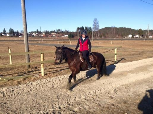 Februar: Fellestreningene er i gang igjen på Frivoll med godt med hester. Det arrangeres kurs i sandbanetrening på Frivoll med masse folk og hester.