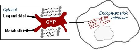 FARMAKOKINETISKE INTERAKSJONER CYP450 Cytokrom P450 Enzymene er cellulært lokalisert i endoplasmatisk