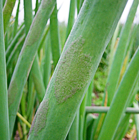 Beslektede skadegjørere - ulik respons på nedbør Salatbladskimmel Bremia lactucae Løkbladskimmel Peronospora