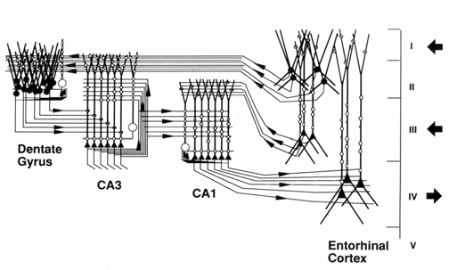 16 Centre for the Biology of Memory Scientific goal: To understand how memory is generated in neuronal microcircuits and networks Organization: The Centre brings together internationally leading