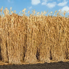 Beviser sin allsidighet verden rundt. Industrihalm: Fra avfall til varme. Miscanthus: Høstes hele året. Halm har flere industrielle anvendelsesområder.