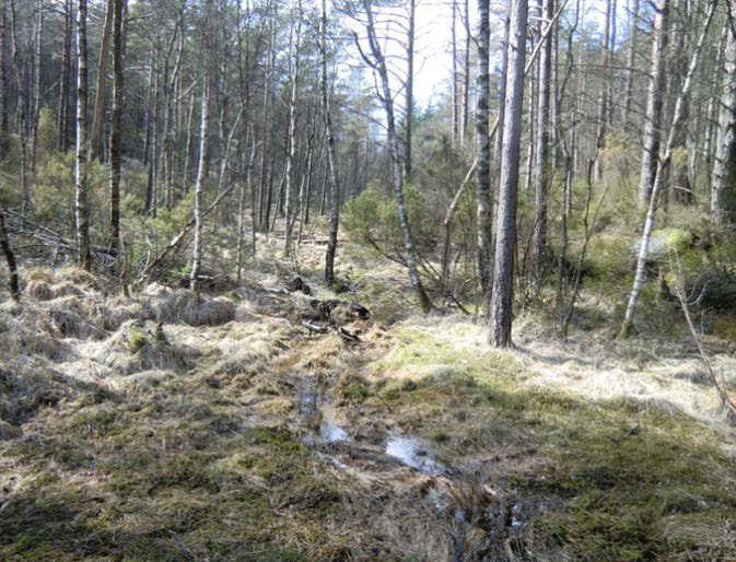 Adkomstvei til stasjonsområde/kontrollhus: Atkomstveien til stasjonsområdet går gjennom et fuktig søkk med fattig tuemyr (J2/K2) med småvokst