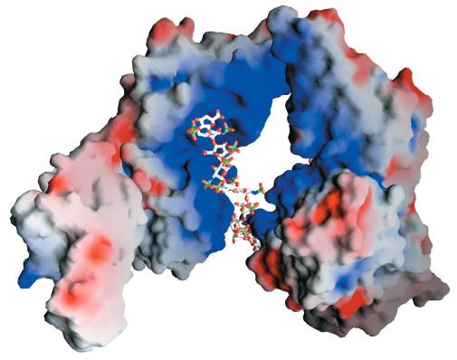 Karbohydrater og glykobiologi Magnus Steigedal, IKM Innhold: Karbohydratstruktur og nomenklatur Derivater av karbohydrater Glykosidbinding og polysakkarider Glykosaminoglykaner Proteoglykaner