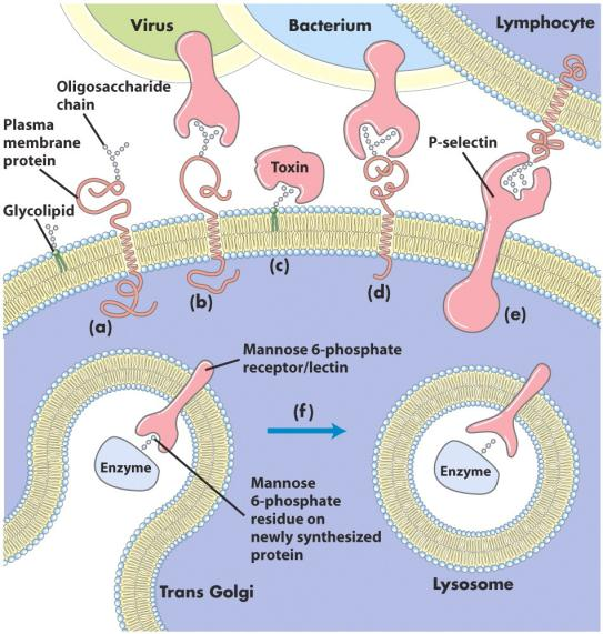 Eksempler på viktige funksjoner til oligosakkarider Det finnes oligosakkarider på en rekke membranproteiner og lipider i cellemembranen som kan binde lektiner.