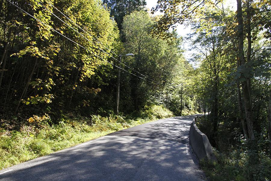 Naturstatus og naturverdier 5.2.3 Sone 3 Bøkeskogen Sone 3 er i stor preget av en bøkeskog på vestsiden/nedsiden av riksveien. På oppsiden av veien variert, blandet løvskog (Fig.