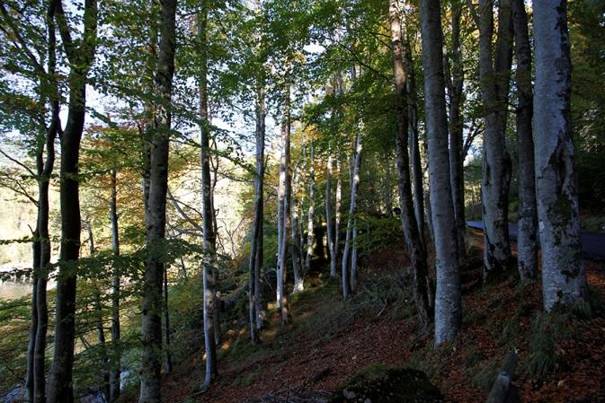 27. Bøkeskog og strandsone i