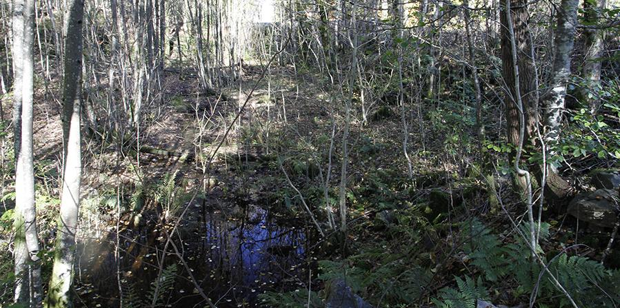 5.3 Akvatisk naturmiljø dammer Naturstatus og naturverdier Innenfor planområdet langs Håkonshellaveien finnes flere mindre vannansamlinger eller små dammer.