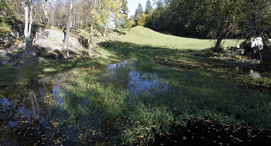 dammene er et resultat av bygging av veianlegg tilbake i tid, dvs. langt på vei menneskeskapte smådammer. Lokalitetene er vist i Fig. 33, 34 og 35. Fig. 33. Liten dam i våt skog i sone 3, dannet av sidevei til bolighus.