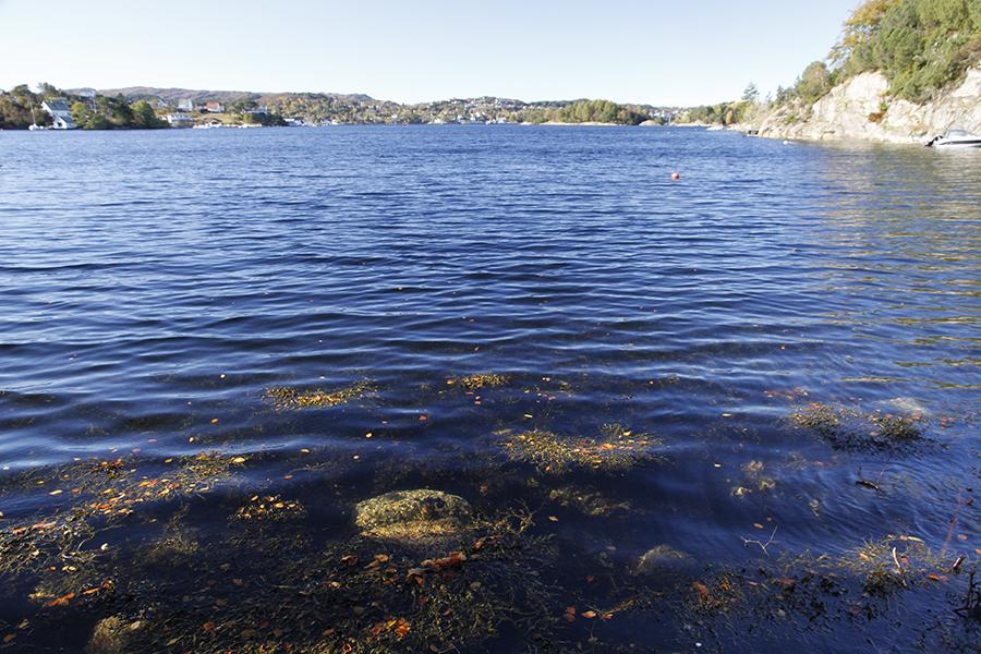 Naturstatus og naturverdier Den sublittorale sonen inneholdt små areal av den habitatbyggende algen sukkertare Laminaria saccharina (Fig. 44).