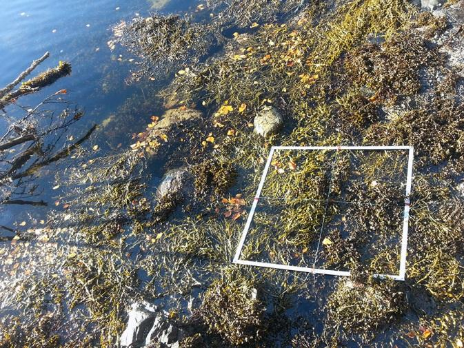 Det finnes også strandskrukketroll Ligia oceanica, spiss strandsnegl Littorina saxatalis og butt strandsnegl Littorina obtusa. Samlet registrerte vi 22 marine dyrearter i dette området.