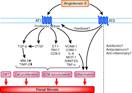 Angiotensin II as a morphogenic cytokine