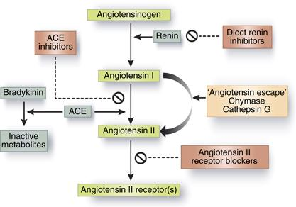 Combination inhibition of the renin-angiotensin