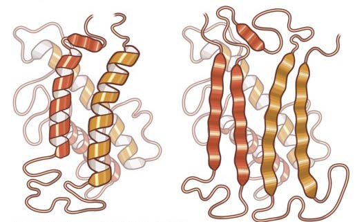 12. Sammenlign endring(er) i postsynaptiske membranpotensialer som oppstår når Na + - K + -pumpen blir hemmet med de endring(er) i membranpotensialer som oppstår når K + -kanaler blir hemmet.