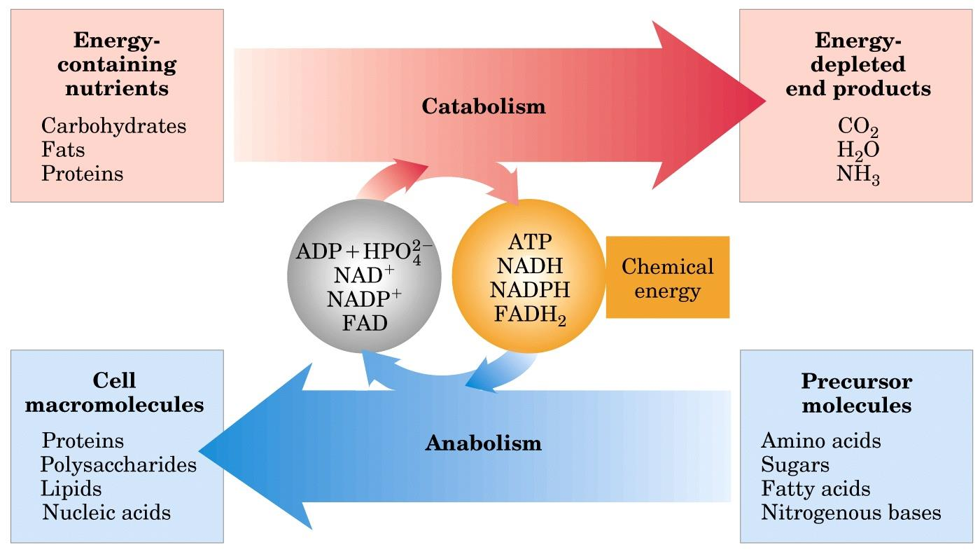 11 Energien i næringsmolekyl trekkes ut til energibærere som ATP, NADH, NADPH og FADH 2 Exergon / katabolsk