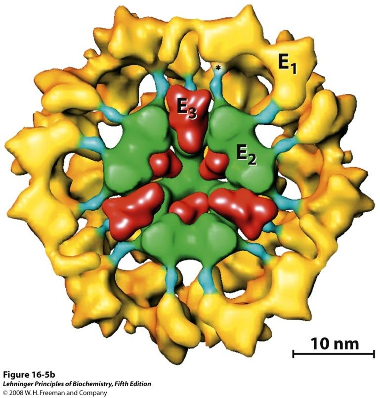 Pyruvate dekarboksylase (dehydrogenase) E2 =