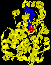 Dette åpner et bindingssete for acetyl- CoA.