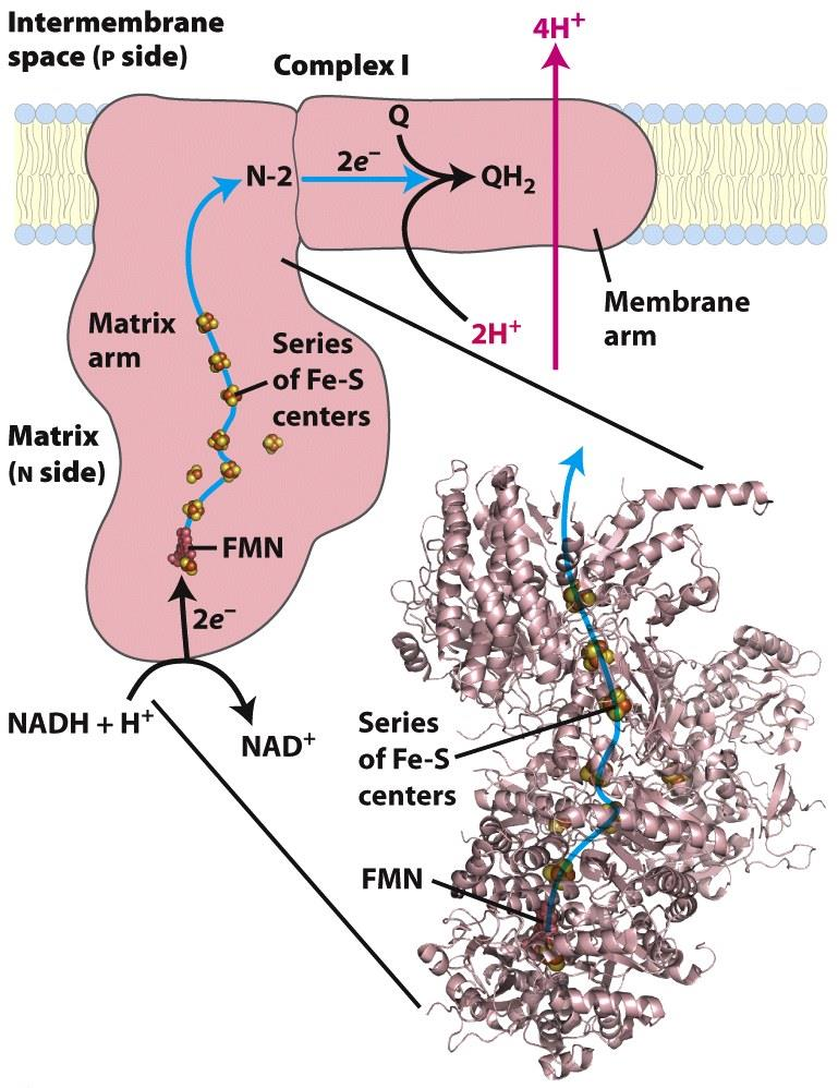 66 Kompleks I: NADH-ubiquinon oksidoreduktase (Også kalt NADH dehydrogenase) Dette er et stort proteinkompleks med 42 subenheter. Enzymet har to oppgaver: 1.
