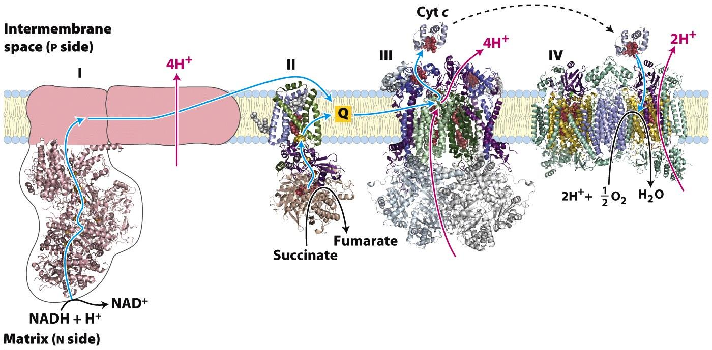 71 Oppsummering av elektrontransportkjeden For hvert elektronpar som doneres inn via NADH, pumpes 10 protoner ut.