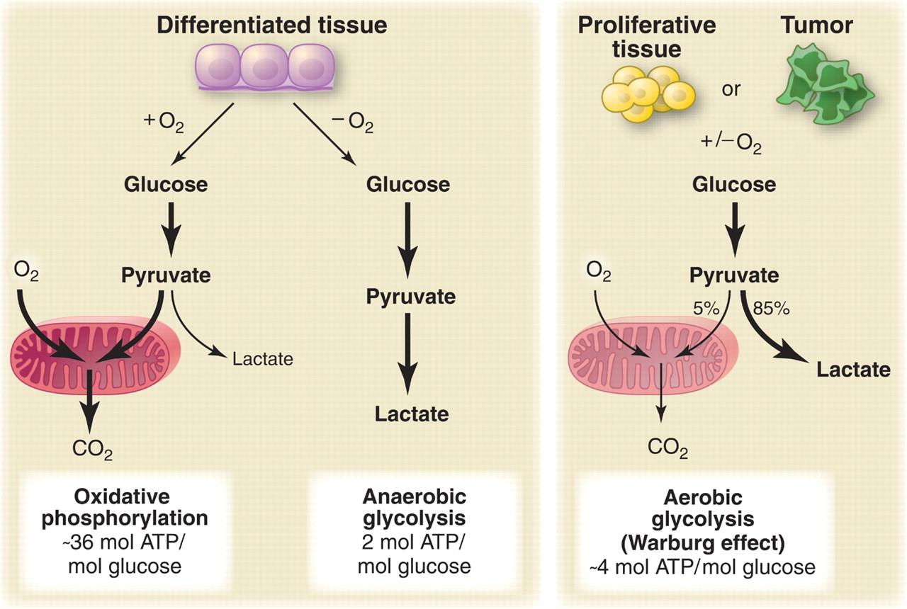 88 Warburg effekten Kreftceller omdanner glukose til laktat uavhengig av O 2 -tilgang (Otto Warburg i