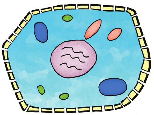 stiver opp cella Modell av plante- og soppcelle et væskefylt, lite rom med cellemembran som
