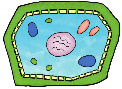 cellevegg utenpå cellemembranen som stiver opp cella Modell av dyrecelle et væskefylt, lite