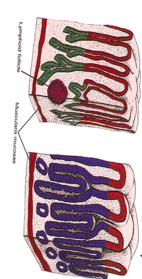 celler Endokrine celler(g-celler(gastrin)) (D-celler(somatostatin)) Corpus: Parietalceller (HCL og intrinsic factor.