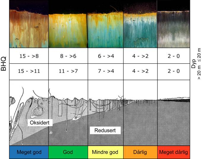 b) Miljøstressgradient, inndelt i miljøkvalitetsindeksen (BHQ-indeks) for marine sedimenter med en klassifisering tilpasset EUs vannrammedirektiv (Nilsson og Rosenberg, Rosenberg m. fl. 24).