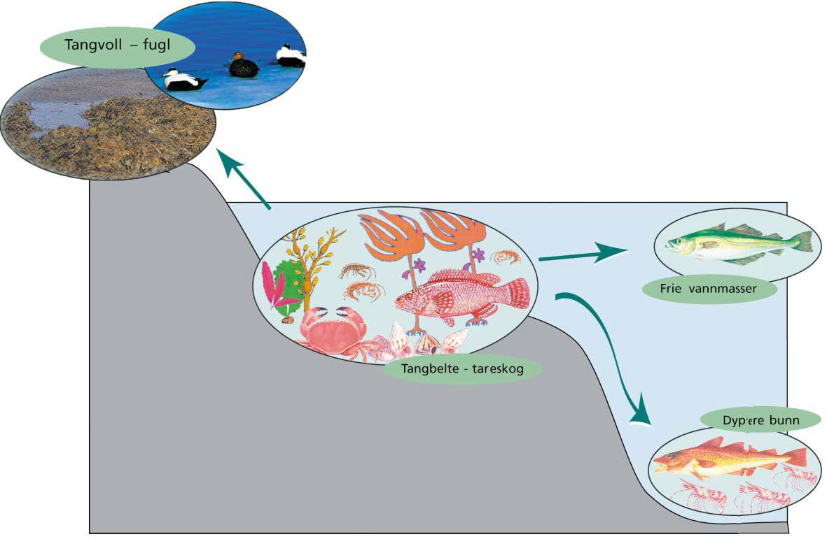 Tang og tare har betydning for hele kystøkosystemet.