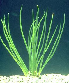 Planteplankton Klf-a Vannplanter